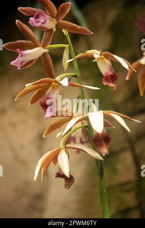Natürliche Blume aus der Nähe von Phaius Tankervillee, große Sumpforchidee, Sumpflilie, Sumpforchidee, Nonnenhorchidee, Nonnenorchidee, verschleierte Orchidee. Stockfoto