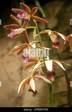 Natürliche Blume aus der Nähe von Phaius Tankervillee, große Sumpforchidee, Sumpflilie, Sumpforchidee, Nonnenhorchidee, Nonnenorchidee, verschleierte Orchidee. Stockfoto