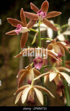Natürliche Blume aus der Nähe von Phaius Tankervillee, große Sumpforchidee, Sumpflilie, Sumpforchidee, Nonnenhorchidee, Nonnenorchidee, verschleierte Orchidee. Stockfoto