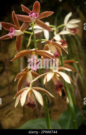 Natürliche Blume aus der Nähe von Phaius Tankervillee, große Sumpforchidee, Sumpflilie, Sumpforchidee, Nonnenhorchidee, Nonnenorchidee, verschleierte Orchidee. Stockfoto