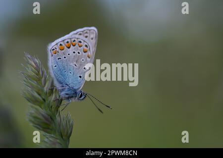 Gewöhnlicher Blauer kleiner Schmetterling aus der Nähe in der Natur, auf einer Pflanze, Makro-Natur. Blaugraue Buttefly, auf einem natürlichen Pflanzenhintergrund. Stockfoto