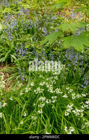 Intime Frühlingslandschaft mit Bluebells und neuem grünen Anbau Stockfoto