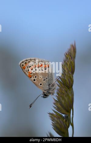 Gewöhnlicher Blauer kleiner Schmetterling aus der Nähe in der Natur, auf einer Pflanze, Makro-Natur. Blaugraue Buttefly, auf einem natürlichen Pflanzenhintergrund. Stockfoto