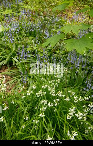 Intime Frühlingslandschaft mit Bluebells und neuem grünen Anbau Stockfoto