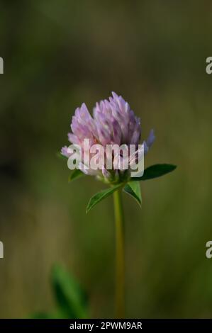 Rotklee schwabert in der Natur aus nächster Nähe, Makro-, vertikale Naturfotografie, Frühlingsblume in der Natur Stockfoto