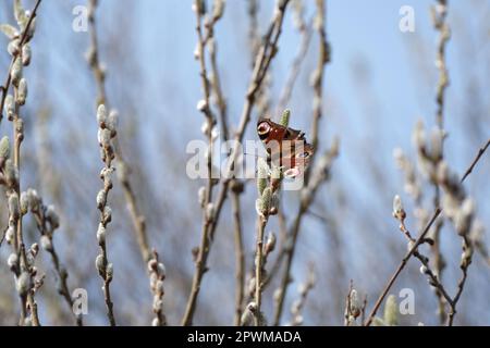 Pfau-Schmetterling auf einer Katze, bunter Schmetterling auf einer blühenden Weide, Makro-Nahaufnahme. Schmetterling in natürlicher Umgebung. Stockfoto