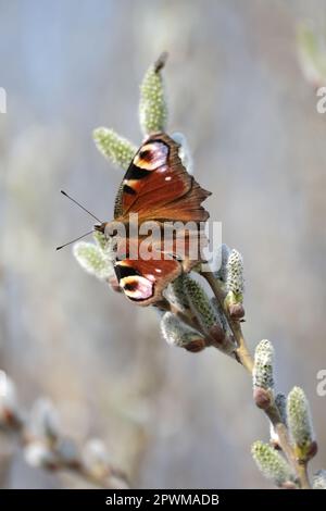 Pfau-Schmetterling auf einer Katze, bunter Schmetterling auf einer blühenden Weide, Makro-Nahaufnahme. Schmetterling in natürlicher Umgebung. Stockfoto