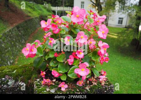 Rosafarbenes Wachs Begonia oder Begonia semperflorens. Begonia x semperflorens-cultorum. Einstreu in der Landschaftsgestaltung. In Beeten, Rändern und als Kantenform Stockfoto