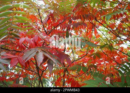 Sumac Rhus ist eine Gattung von Pflanzen, die etwa 250 Arten von Sträuchern und kleinen Bäumen der Anacardiaceae-Familie Anacardiaceae vereint. Herbstfarbe o Stockfoto