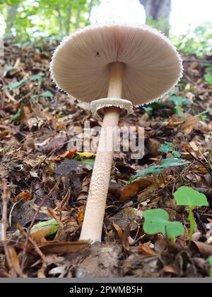 Steinpilze Macrolepiota procera ist eine Pilzart der Champignon-Familie. Die Fruchtkörper sind in der Mitte deckelförmig. Saprotroph, wächst weiter Stockfoto
