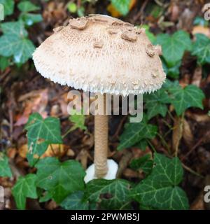 Steinpilze Macrolepiota procera ist eine Pilzart der Champignon-Familie. Die Fruchtkörper sind in der Mitte deckelförmig. Saprotroph, wächst weiter Stockfoto