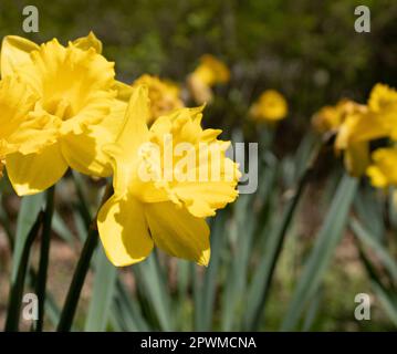Narzissen wachsen im Garten - Bild-ID: 2PWMCNA Stockfoto