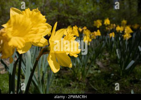 Narzissen-Gartenquelle - Bild-ID: 2PWMCRH Stockfoto