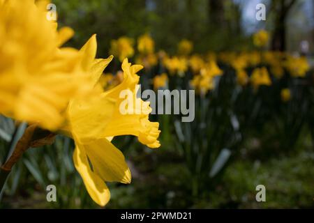 Narzissen-Gartenquelle - Bild-ID: 2PWMD2 Stockfoto