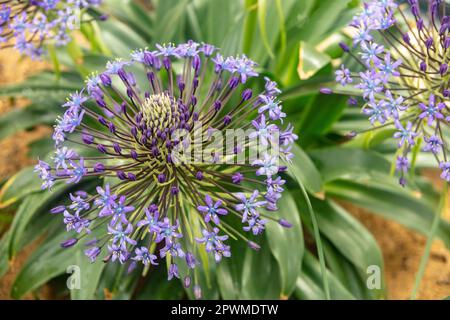 Atemberaubend schöne Scilla peruviana, portugiesische Squill, kubanische Lily, Blumen. Natürliche Nahaufnahme/Makroblütenporträt Stockfoto