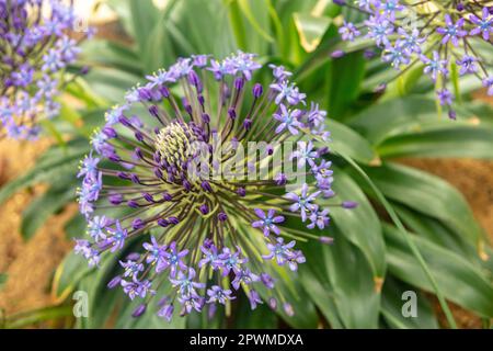 Atemberaubend schöne Scilla peruviana, portugiesische Squill, kubanische Lily, Blumen. Natürliche Nahaufnahme/Makroblütenporträt Stockfoto