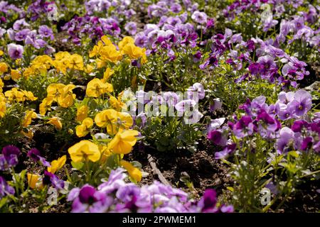 Lila und gelbe Schwanzflosser – Bild-ID: 2PWMEM1 Stockfoto