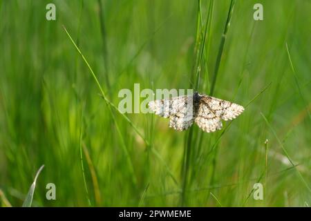 Gewöhnliche Heidemotte, die auf einem Grashalm in der Natur ruht, schöner natürlicher Hintergrund Stockfoto