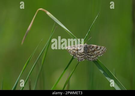 Gewöhnliche Heidemotte in der Natur ruht auf einem Grashalm, einem winzigen braunen und weißen Schmetterling Stockfoto