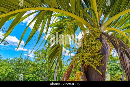Tropische, natürliche mexikanische Palme mit Kokosnüssen und blauem Himmel im Hintergrund in Playa del Carmen Quintana Roo Mexiko. Stockfoto