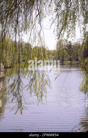 Trauerweide im städtischen Park - Bild-ID: 2PWMK94 Stockfoto