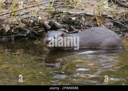 Europäischer Otter (Lutra lutra), River Tay, Perthshire, Schottland, Vereinigtes Königreich. Stockfoto