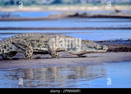 Nilkrokodil (Crocodylus niloticus), Selous Game Reserve, Morogoro, Tansania, Afrika Stockfoto