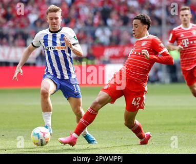 München, Deutschland. 30. April 2023. Jamal Musiala (R) von Bayern München wehrt sich mit Maximilian Mittelstaedt von Hertha BSC während des deutschen Bundesliga-Fußballspiels in der ersten Abteilung am 30. April 2023 in München. Kredit: Philippe Ruiz/Xinhua/Alamy Live News Stockfoto