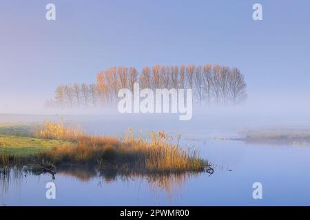 Ein Frühlingsmorgen mit einer Schicht Nebel über dem Wasser und einem wunderschönen Sonnenaufgang in Tusschenwater, einem Naturschutzgebiet in der Gemeinde Tynaarlo in der Stockfoto