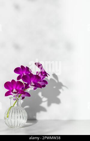 Leuchtende lila künstliche Orchideenblumen in Glas mit Schatten von Blütenblättern an der weißen Wand. Ein Trick aus Licht und Schatten Stockfoto