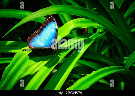 Schmetterlinge auf wunderschönen Pflanzen, während Sie in der Sonne verweilen Stockfoto