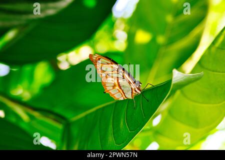 Schmetterlinge auf wunderschönen Pflanzen, während Sie in der Sonne verweilen Stockfoto
