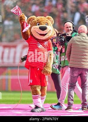 München, Deutschland. 30. April 2023. FCB Maskottchen Bernie, Maskottchen, FCB Stadionsprecher Stefan LEHMANN im Spiel FC BAYERN MUENCHEN - HERTHA BSC BERLIN 2-0 1. Deutsche Fußballliga am 30. April 2023 in München. Saison 2022/2023, Spieltag 30, 1. Bundesliga, FCB, München, 30.Spieltag. Kredit: Peter Schatz/Alamy Live News Stockfoto