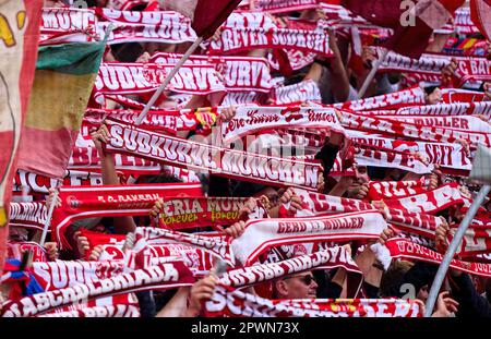 München, Deutschland. 30. April 2023. FCB-Fans im Spiel FC BAYERN MUENCHEN – HERTHA BSC BERLIN 2-0 1. Deutsche Fußballliga am 30. April 2023 in München. Saison 2022/2023, Spieltag 30, 1. Bundesliga, FCB, München, 30.Spieltag. Kredit: Peter Schatz/Alamy Live News Stockfoto