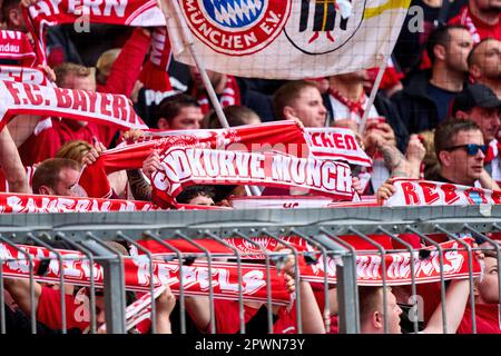 München, Deutschland. 30. April 2023. FCB-Fans im Spiel FC BAYERN MUENCHEN – HERTHA BSC BERLIN 2-0 1. Deutsche Fußballliga am 30. April 2023 in München. Saison 2022/2023, Spieltag 30, 1. Bundesliga, FCB, München, 30.Spieltag. Kredit: Peter Schatz/Alamy Live News Stockfoto