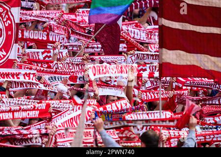 München, Deutschland. 30. April 2023. FCB-Fans im Spiel FC BAYERN MUENCHEN – HERTHA BSC BERLIN 2-0 1. Deutsche Fußballliga am 30. April 2023 in München. Saison 2022/2023, Spieltag 30, 1. Bundesliga, FCB, München, 30.Spieltag. Kredit: Peter Schatz/Alamy Live News Stockfoto