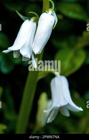 Nahaufnahme von Whitebells im Wald Stockfoto