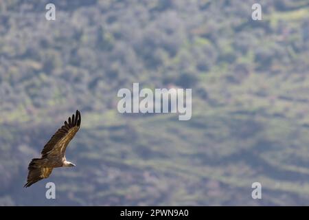 Der eurasische Griffongeier (Gyps fulvus) in Sizilien, Italien. Stockfoto