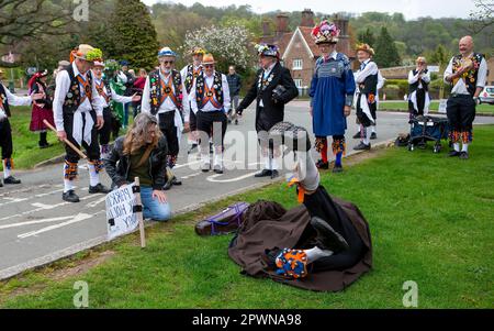 Aldbury Village, UK 1. Mai 2023. Eine Mayday-Tradition. Aldbury Village morris Männer tanzen im Morgengrauen, um Mayday zu begrüßen. Das Hobbypferd, eine traditionelle Folklorefigur, ist tot und kann nur durch den Kuss einer Jungfrau wiederbelebt werden.Sue Thatcher/Alamy Live News Stockfoto