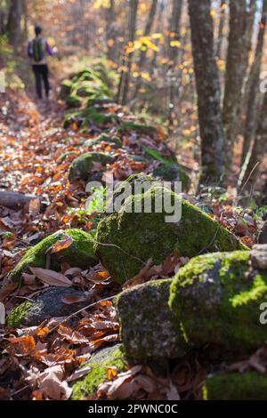 Trekker wandert durch Kichernusswald. Magischer Herbst im Ambroz Valley, Extremadura, Spanien Stockfoto