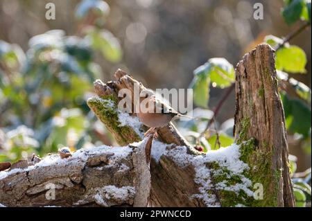 Im Winter sitzt ein Speckvogel (Fringilla Coelebs) auf einem alten Ast mit etwas Schnee Stockfoto
