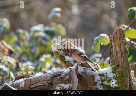 Im Winter sitzt ein Speckvogel (Fringilla Coelebs) auf einem alten Ast mit etwas Schnee Stockfoto