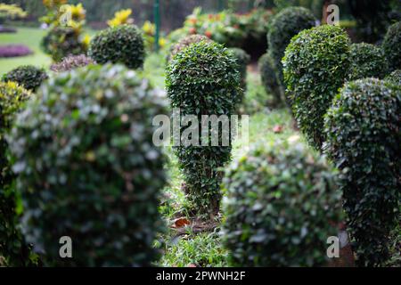 Wild Privet Ligustrum Hecke Natur Textur Sampel seni Topiary, im botanischen Garten bogor, indonesien Stockfoto