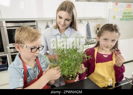 Lehrer, der Schülern Rosmarinpflanze in der Hauswirtschaftsklasse zeigt, Bayern, Deutschland Stockfoto