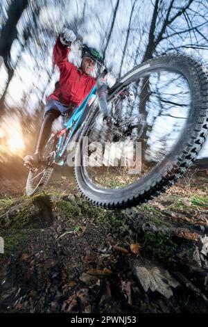 Mountainbiker macht einen Wheelie über Wurzeln, Bayern, Deutschland Stockfoto