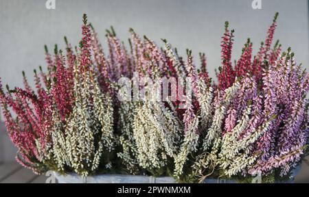 Wunderschöne kleine Blumen blühen im Wald. Calluna vulgaris oder Brugo Stockfoto