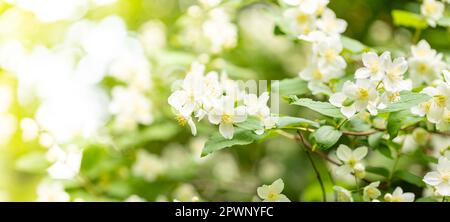 Frühlingsblüte von Jasmin. Sanfte weiße Jasminblumen auf dem Ast mit Sonnenblende im Frühling. Unscharfer Hintergrund für Text mit blühender Jasminkleie Stockfoto