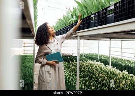 Eine junge lächelnde Frau aus gemischten Rassen züchtet mit einem digitalen Tablet Tulpen unterschiedlicher Art. Eine Bauernfrau steht auf einer Trittleiter inmitten von natürlichen Blumen. Charmi Stockfoto