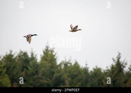 Ein Paar wilde Enten fliegen (Anas platyrhynchos) Stockfoto