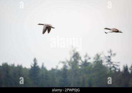 Zwei Graugänse fliegen (Anser anser) Stockfoto